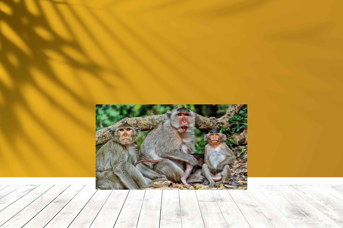 Baldau Prints Monkey Langur Photo Big Size Flex Wall Poster For Room (Gloss Finish, 24X36 Inch, 210 Gsm) F-328